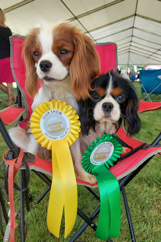 Maestro &eacute;s Zrafy